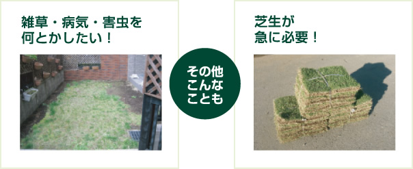 その他「雑草・病気・害虫を何とかしたい！、芝生が急に必要！」なども。